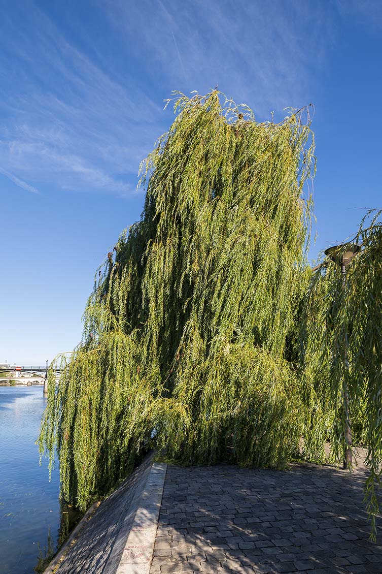 Weeping Blue Atlas Cedar