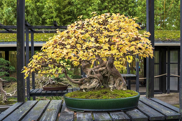 Bonsai Trident Maple, Acer buergerianum, Parc Floral, Bois de Vincennes, 75012