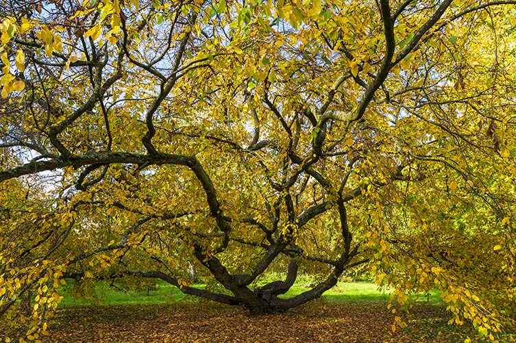 Hornbeam, Carpinus betulus, Arboretum, Bois de Vincennes, 75012