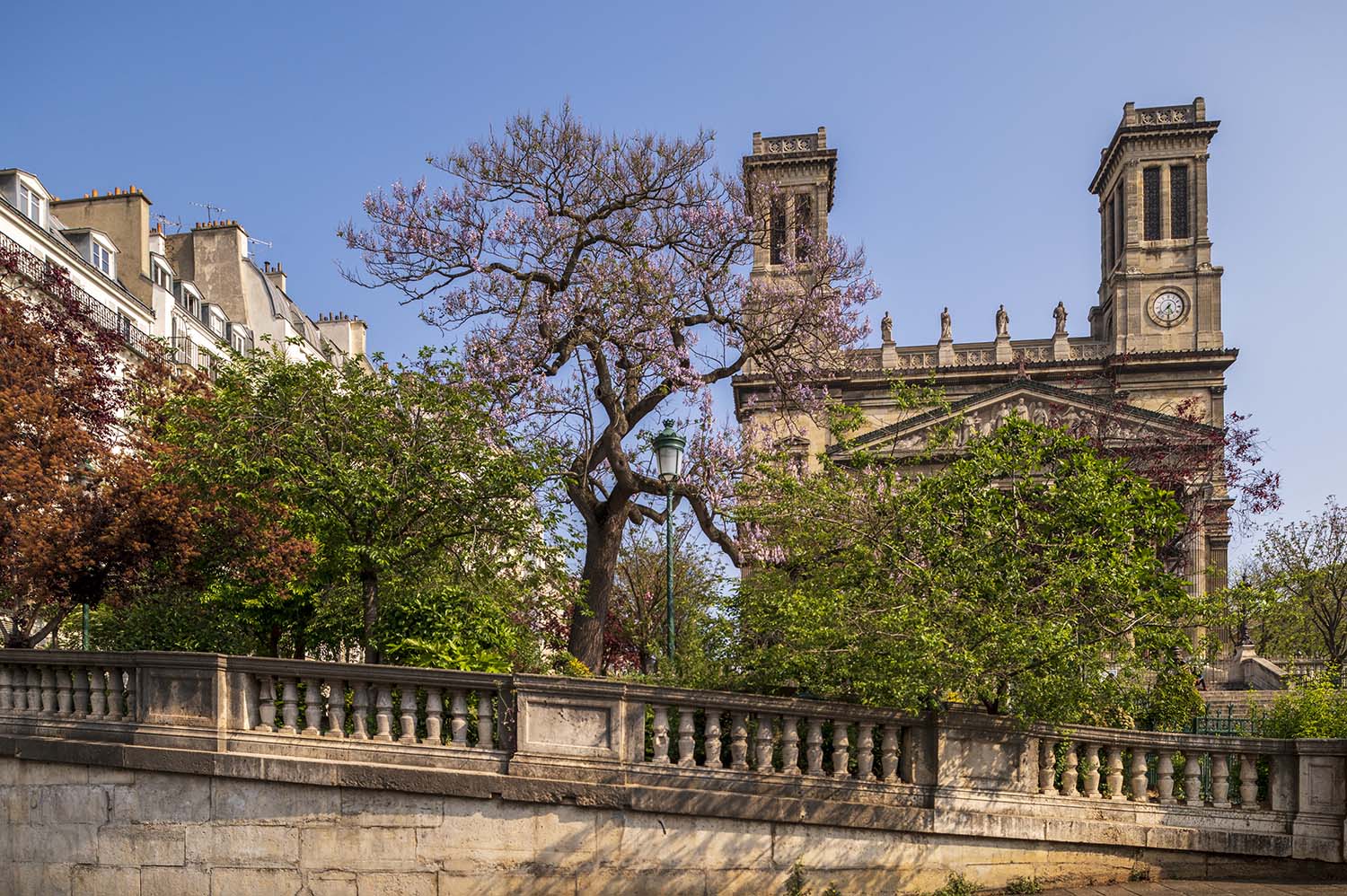 Foxglove Tree, Paulownia tomentosa, Sq. Cavaillé-Coll, 8 pl. Franz Liszt, 75010