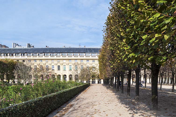 Littleleaf Linden, Tilia cordata, Jardin du Palais Royal, 75001
