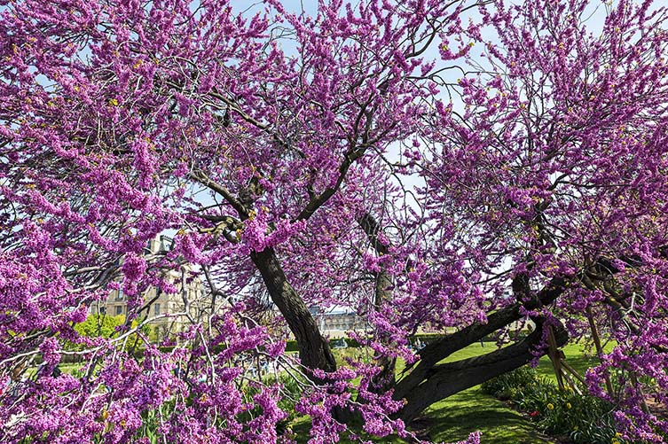 Judas Tree, Cercis siliquastrum, Jardin des Tuileries, 75001