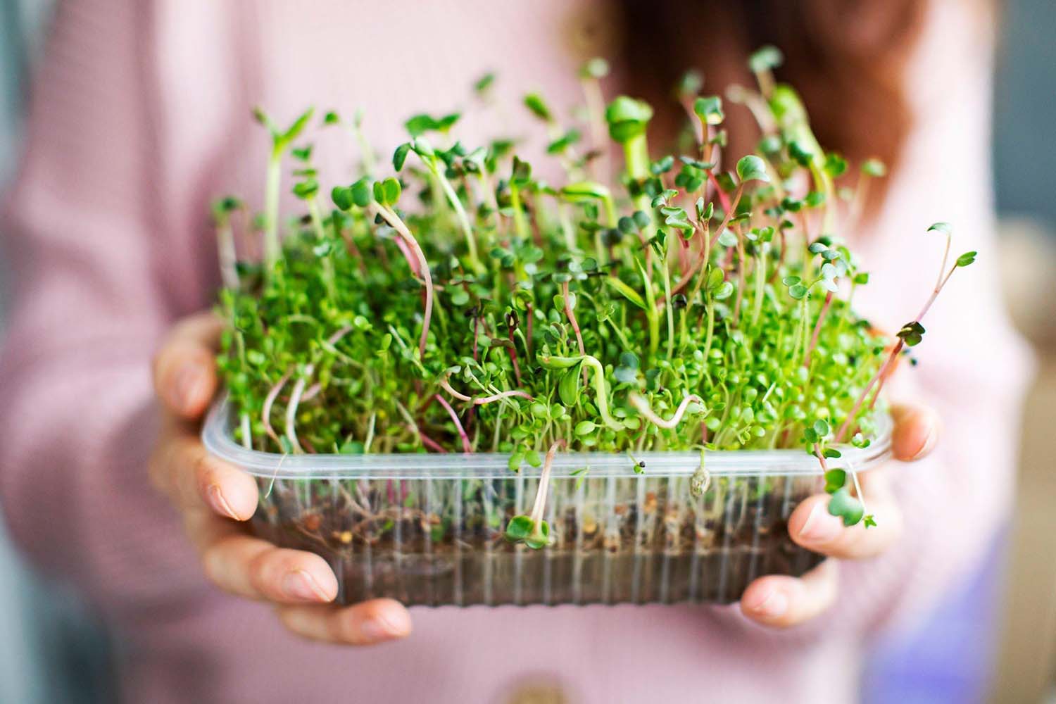 How to Grow Healthy Hydroponic Plants