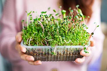 How to Grow Healthy Hydroponic Plants