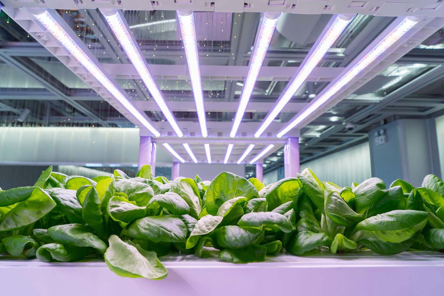 How to Grow Healthy Hydroponic Plants
