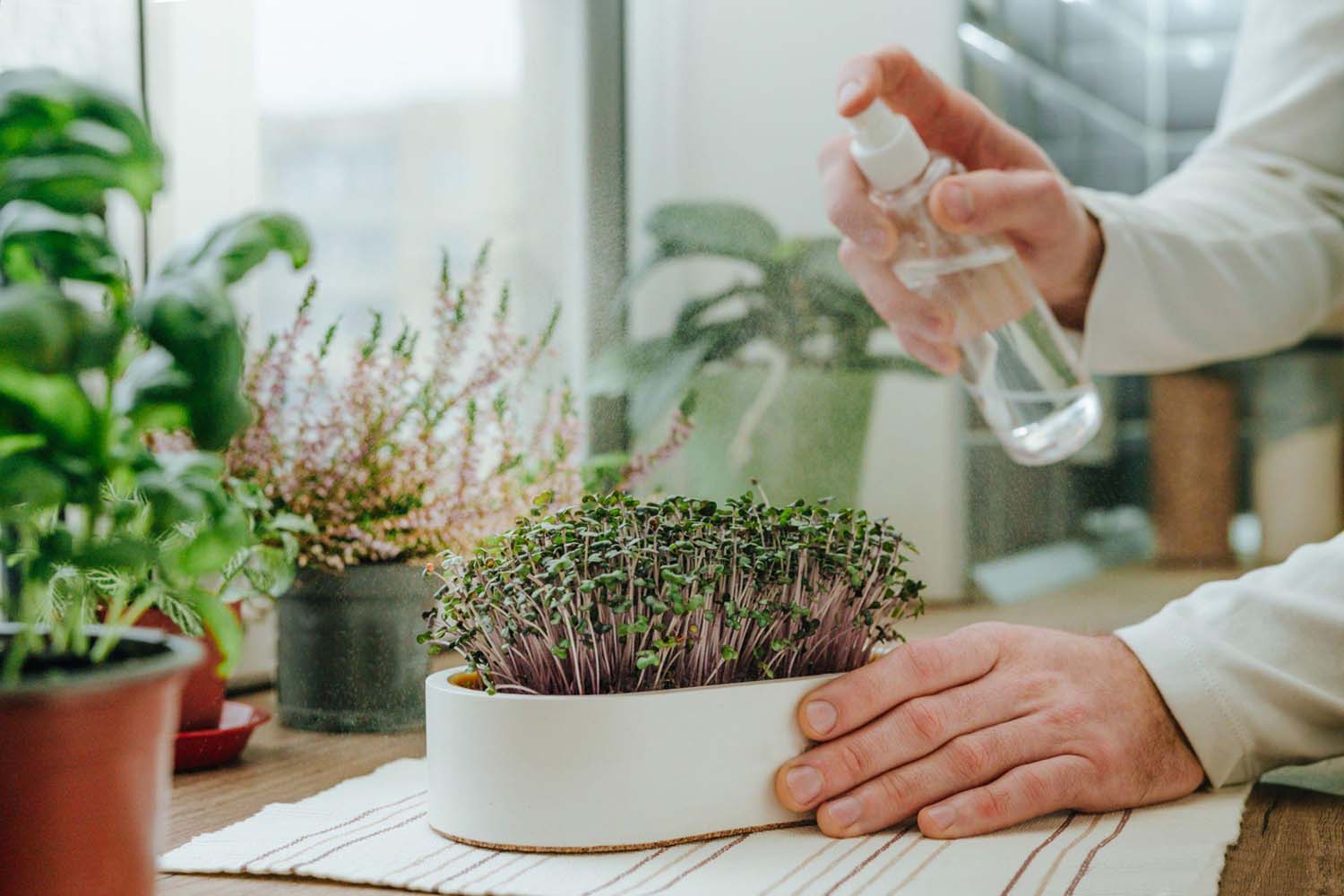 How to Grow Healthy Hydroponic Plants