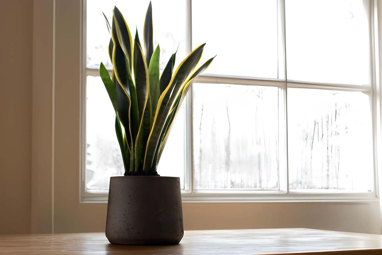 Best House Plants to Boost Your Mood
