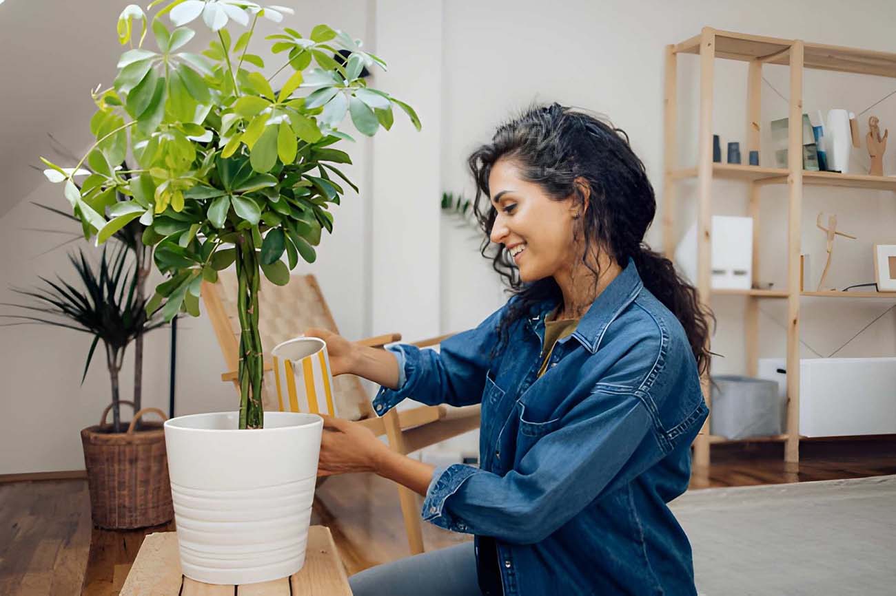 Creating a Mood-Boosting Indoor Plant Setup
