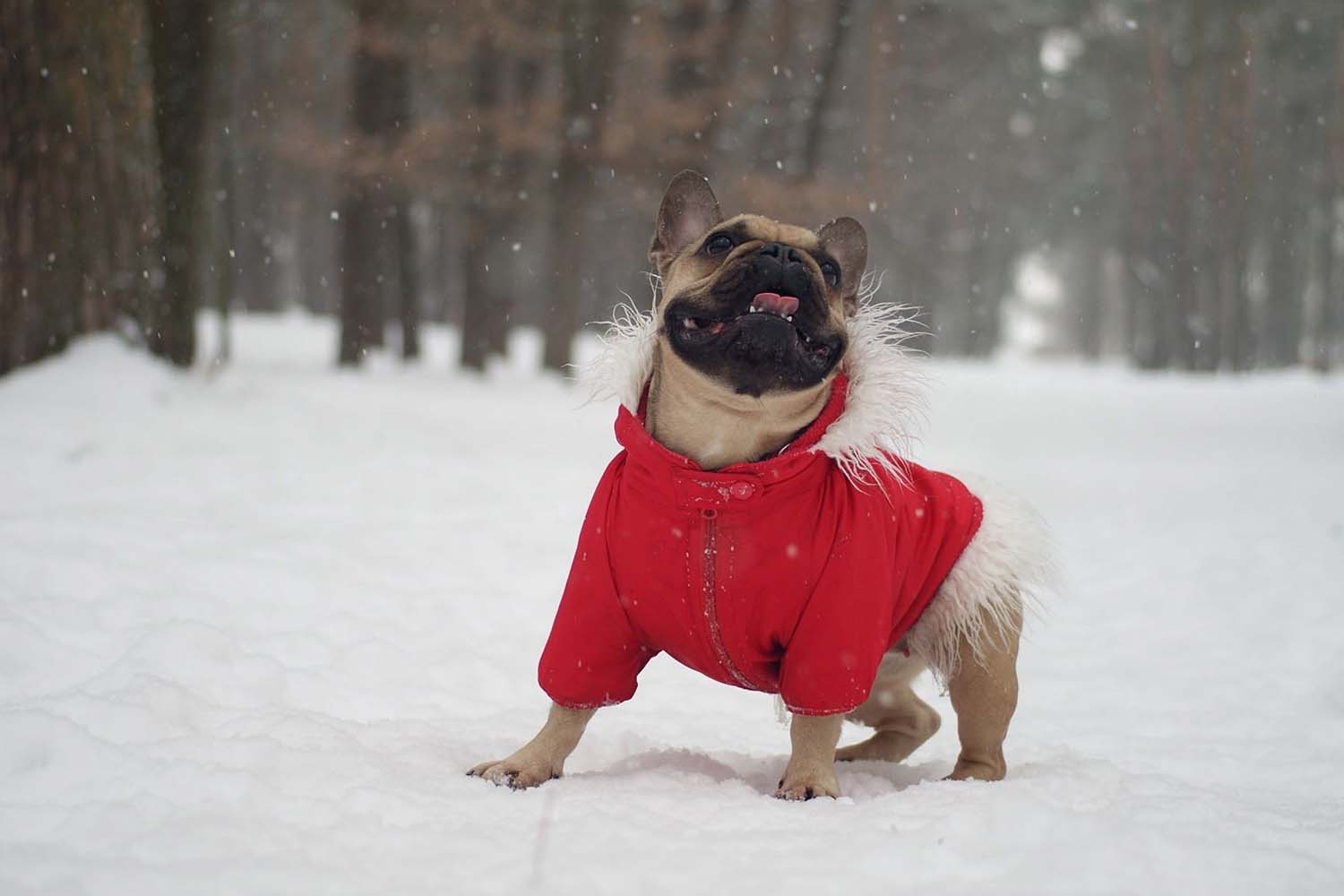 A Guide To Keeping Your Pets Warm In Winter photo