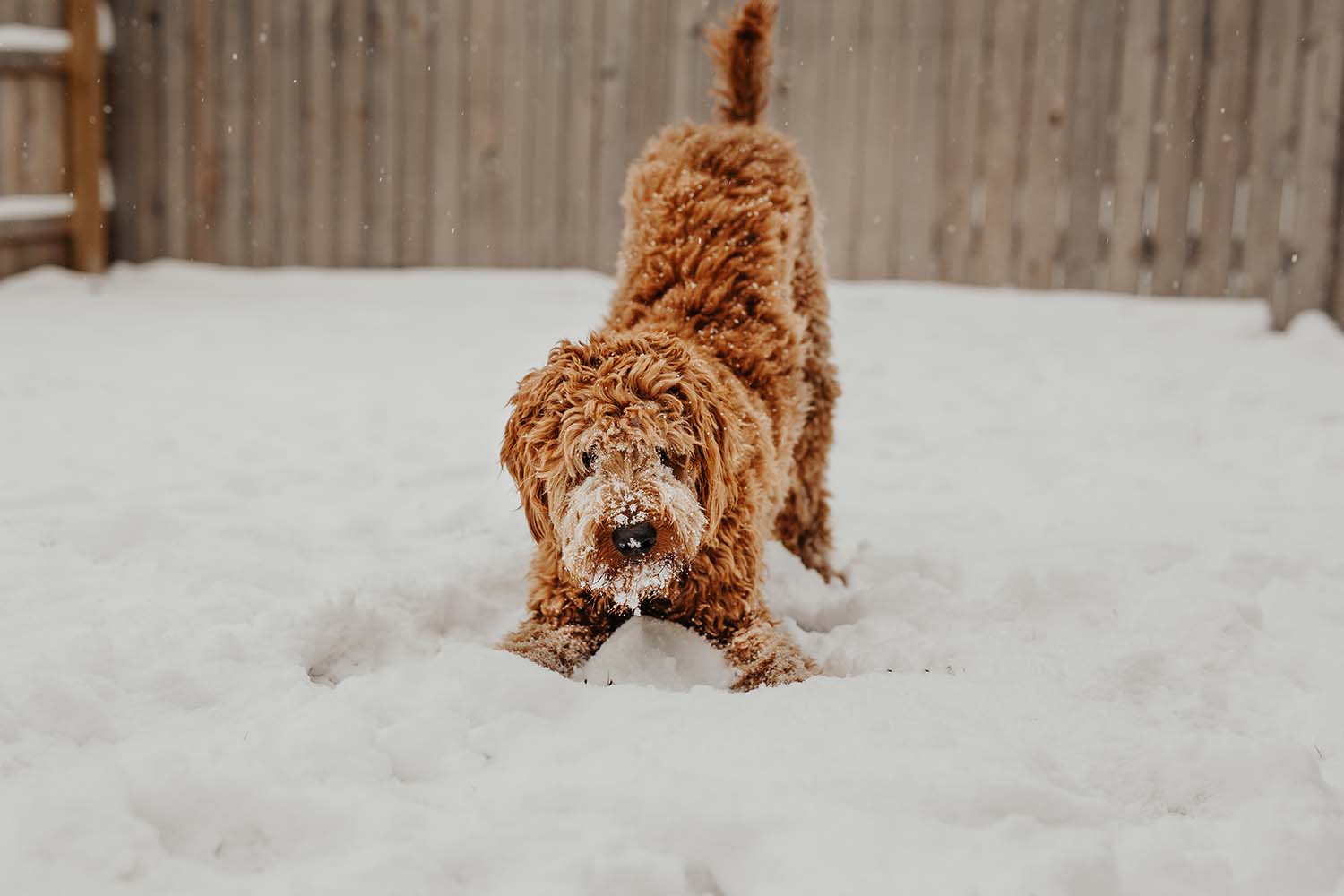 A Guide To Keeping Your Pets Warm In Winter