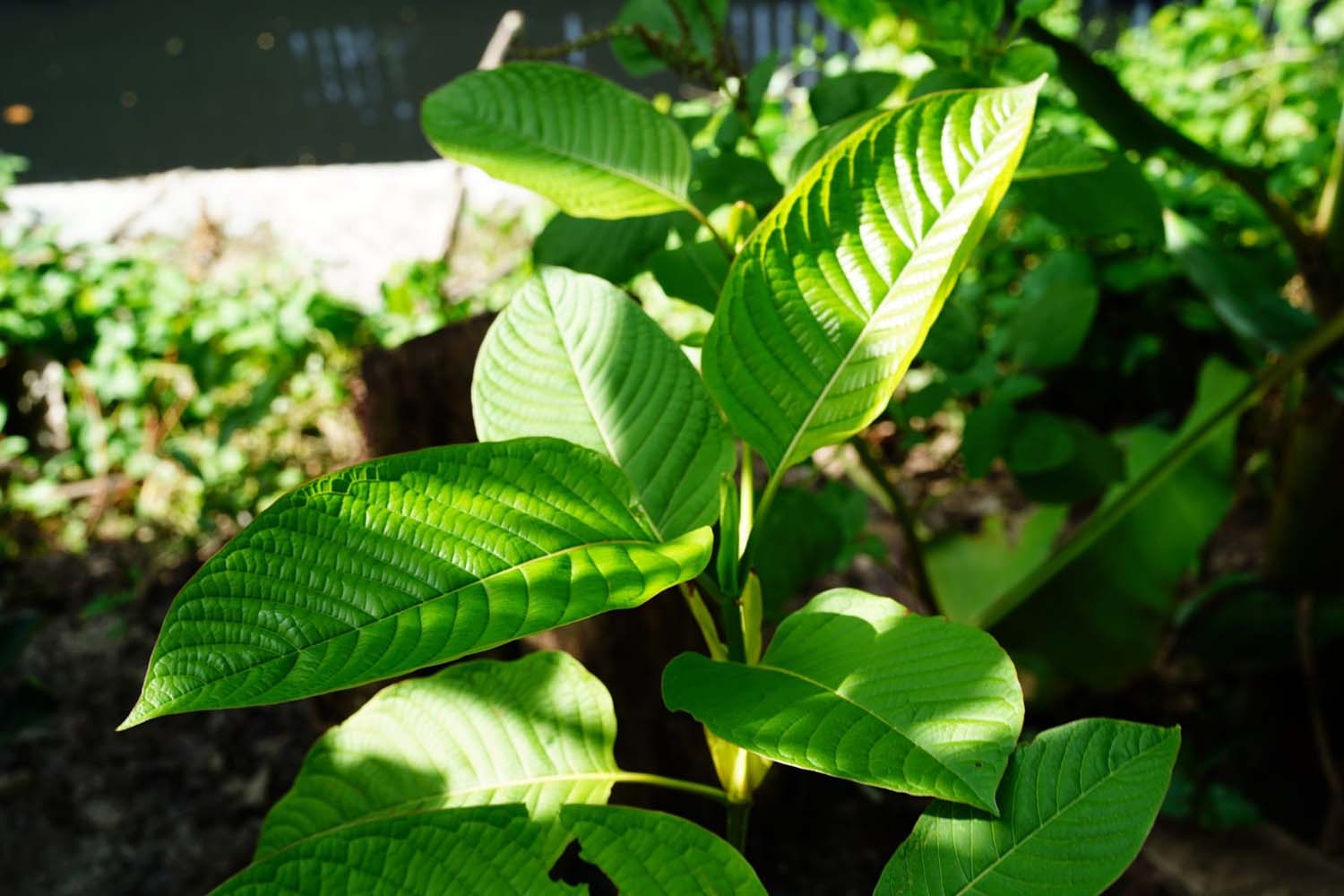 Why is Buying in Bulk a Great Idea For a Kratom Enthusiast?