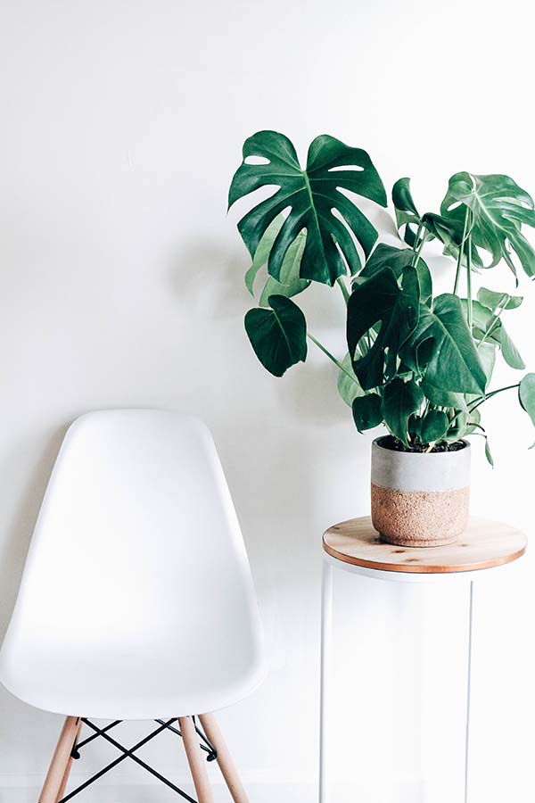 A little flora literally brings life to any space
