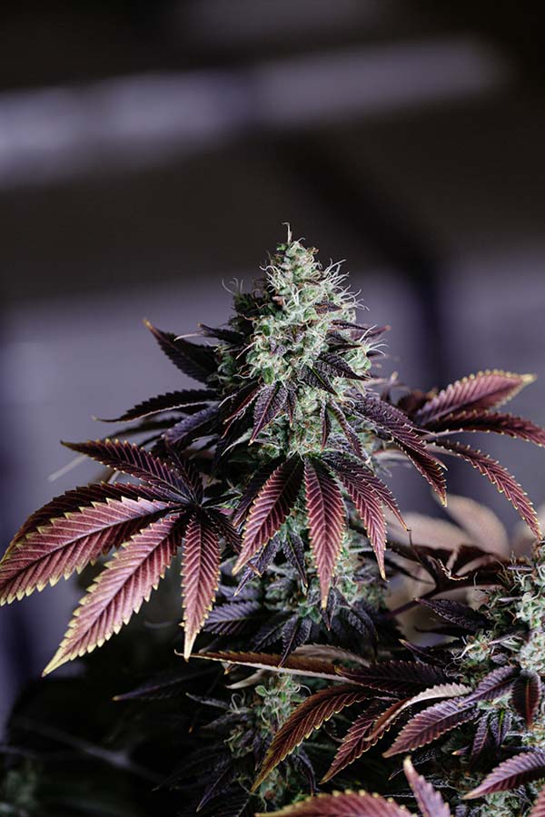 How to Find a Medical Cannabis Doctor in South Dakota