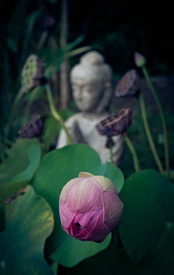 How to Turn Your Backyard into a Meditation Space