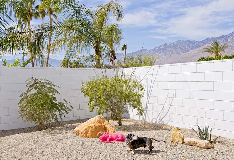 Palm Springs Dogs