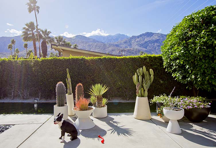 Palm Springs Dogs