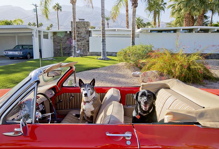 Palm Springs Dogs