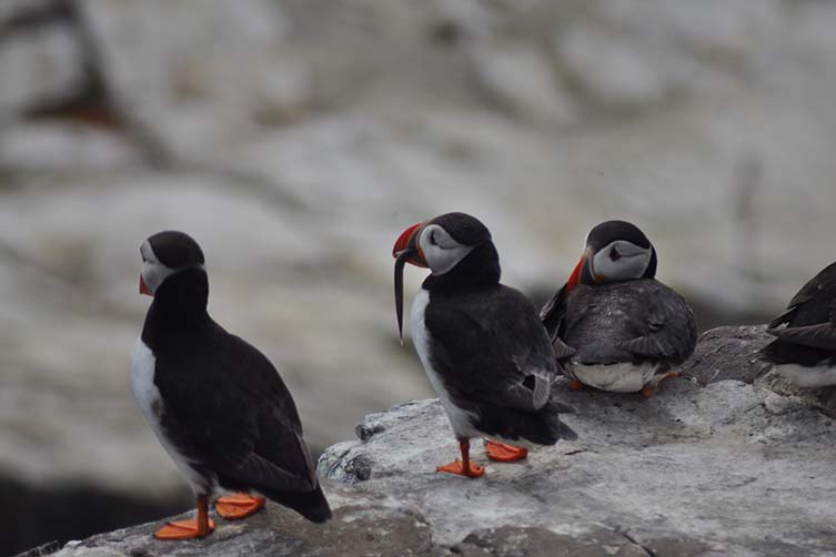 Farne Islands