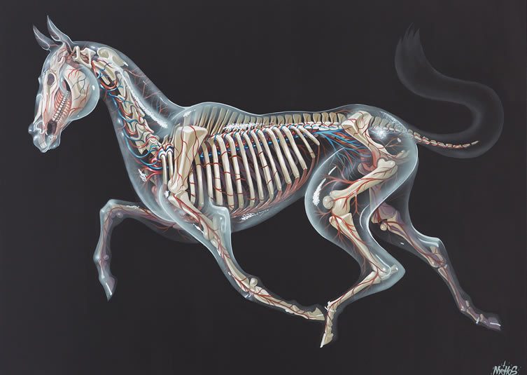 TRANSLUCENT HORSE