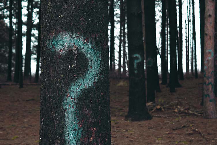 Hoia-Baciu Forest, Romania