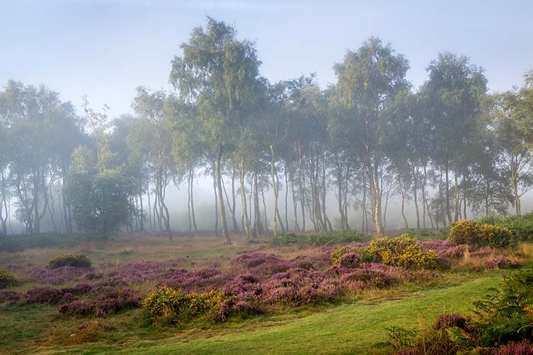 Stanton Moor Forest, England