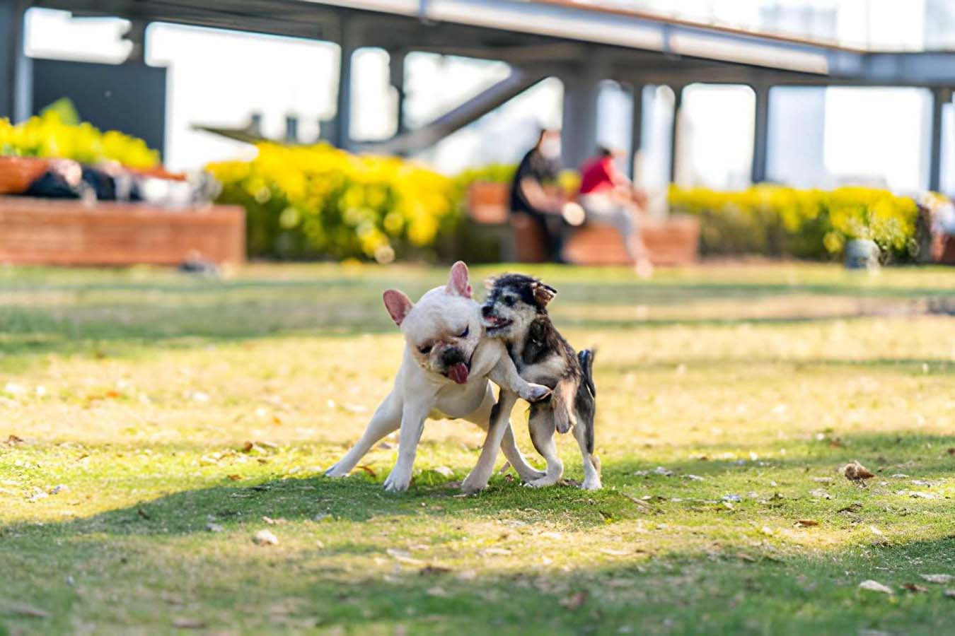 7 Subtle Signs Your Pet Might Be in Pain (That Most Owners Miss)