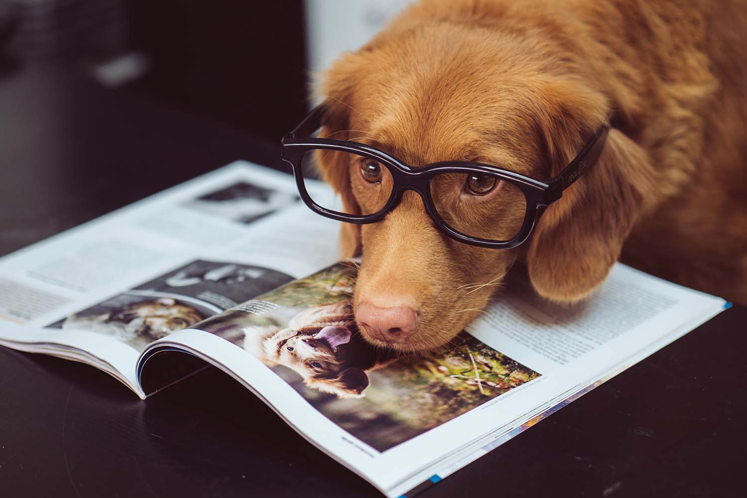 How Pets Help People Cope With Isolation