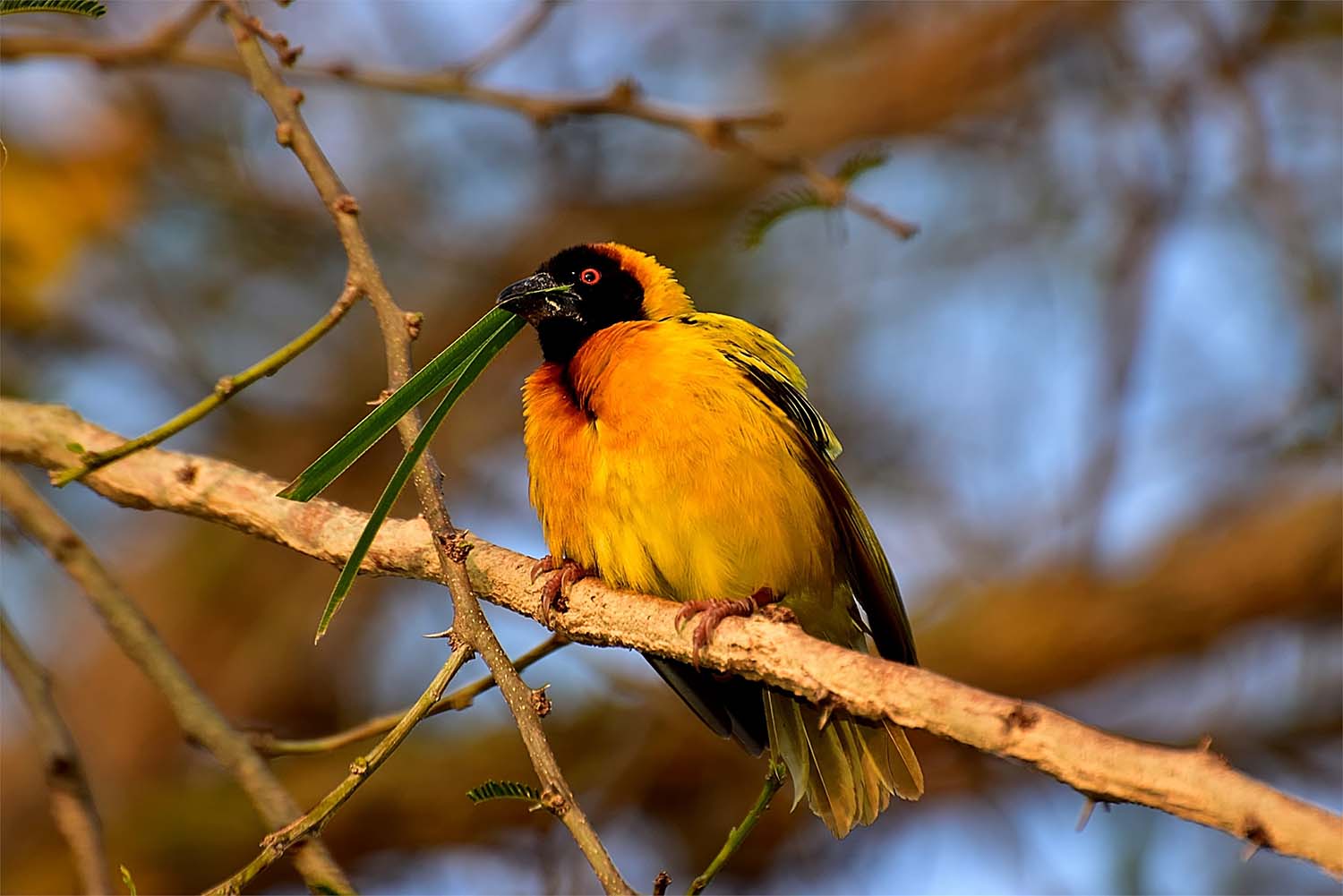 The Most Beautiful Plants and Animals of the Philippines