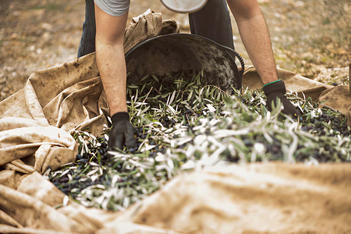 The Price of Olive Oil Crisis