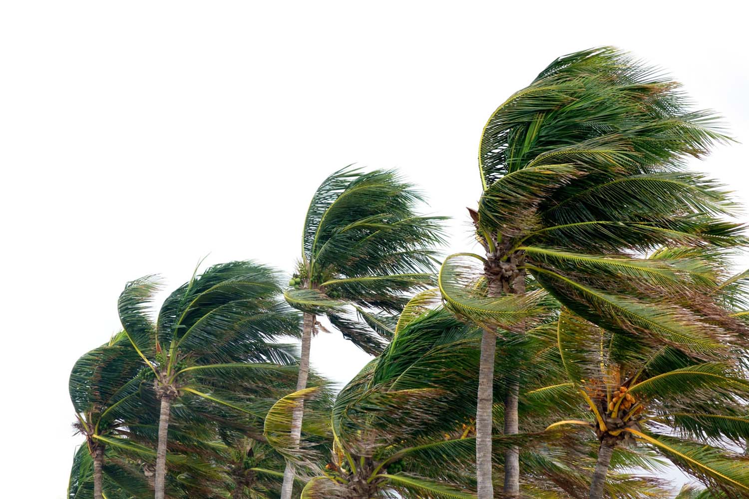 How to Protect Your Business from Hurricanes: The Ultimate Guide