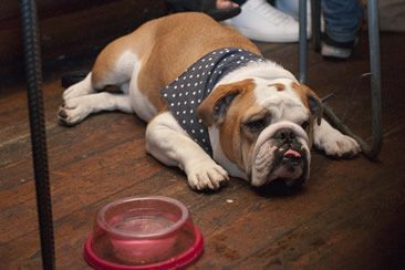 Pub Dogs of Manchester Launch Night