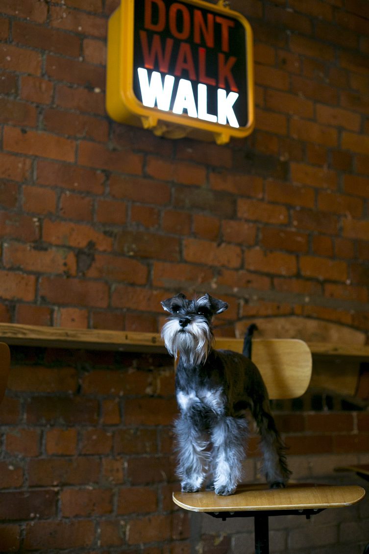 Pub Dogs of Manchester Launch Night