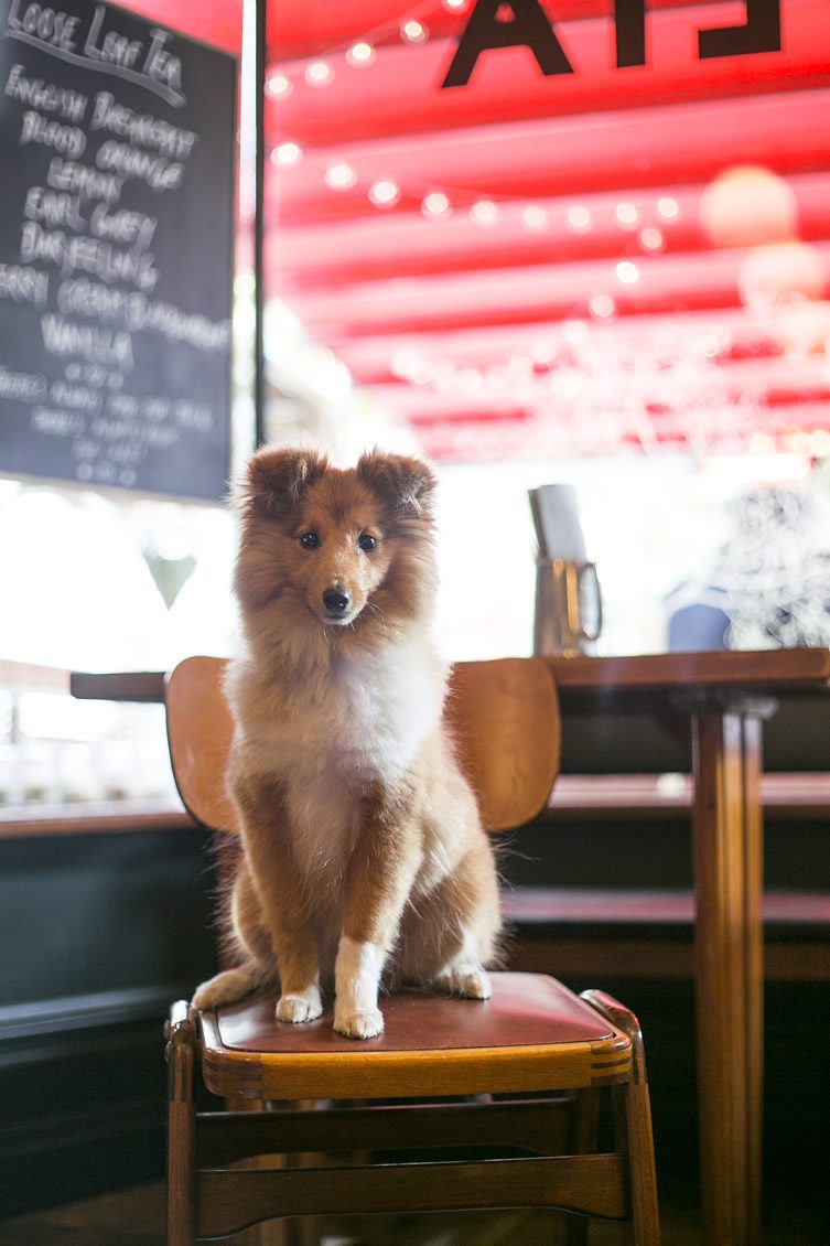 Pub Dogs of Manchester Launch Night