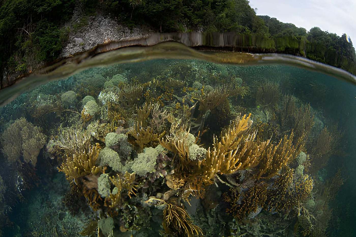 Discover the Untouched Beauty of Raja Ampat by Luxury Expedition Cruise