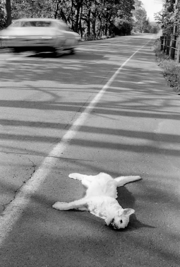 Dead Cat, 1970
