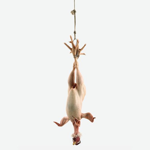 Ron Mueck’s Hyperreal Sculptures Ron Mueck’s Hyperreal Sculptures