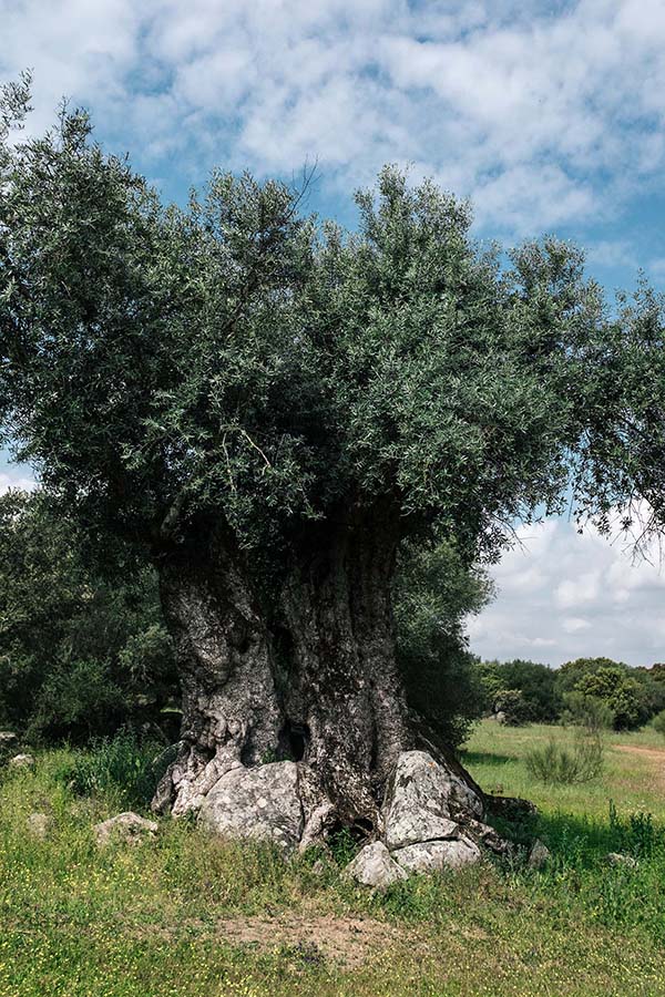 Grab a bike and explore—an illustrated map will guide you through vineyards and olive groves, past ancient holm oak trees, Neolithic dolmen and menhirs that date back 7,000 years
