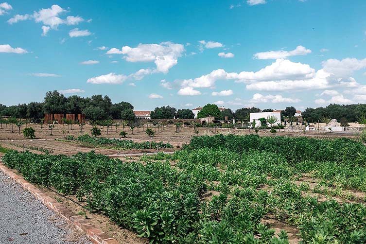 São Lourenço do Barrocal’s terroir, in particular, has proven to produce exemplary wines, and it is one you can easily lose yourself among.