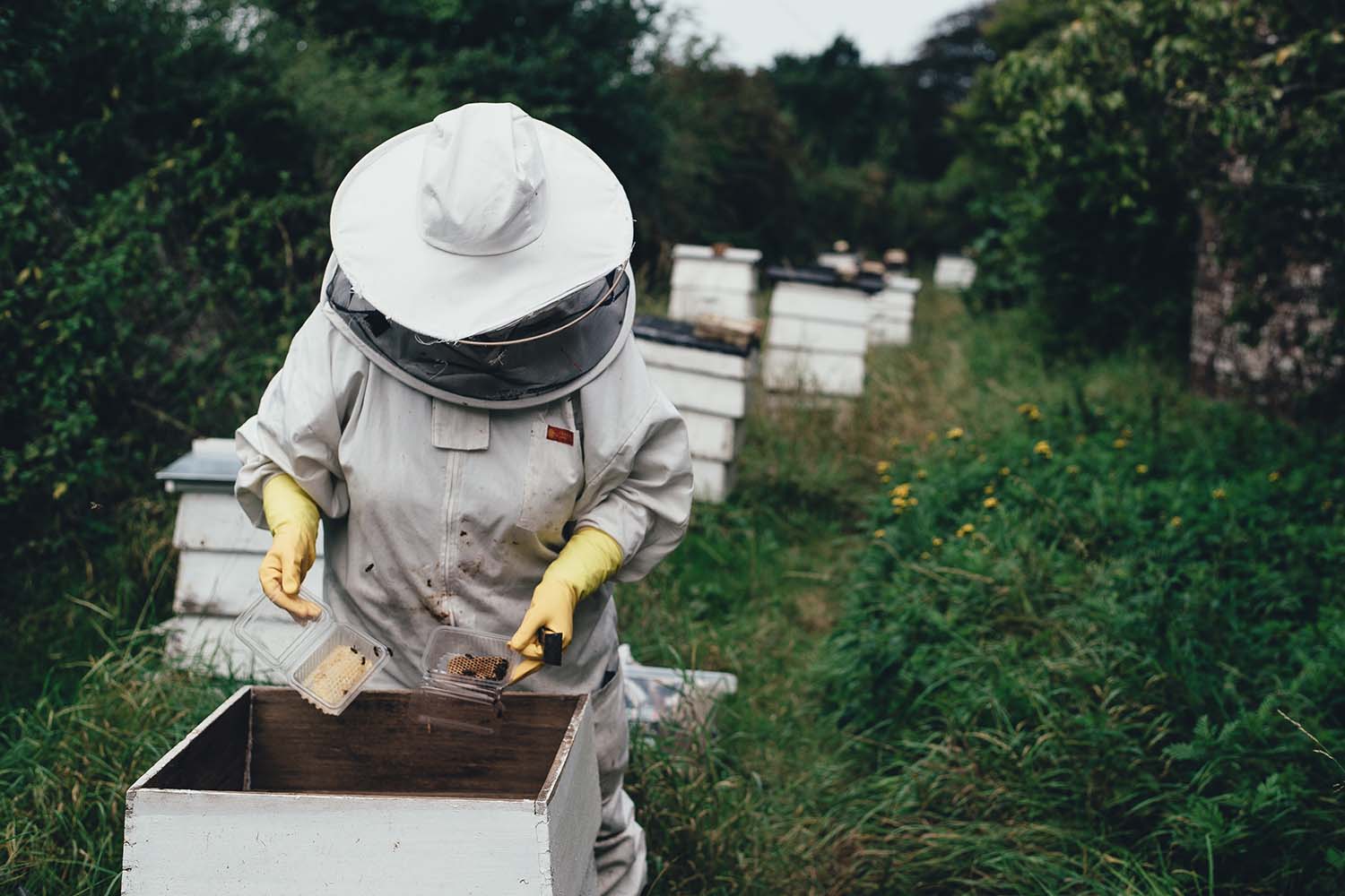 Businesses Working to Save the Bees