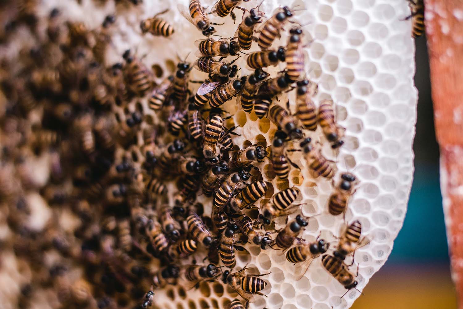 Businesses Working to Save the Bees