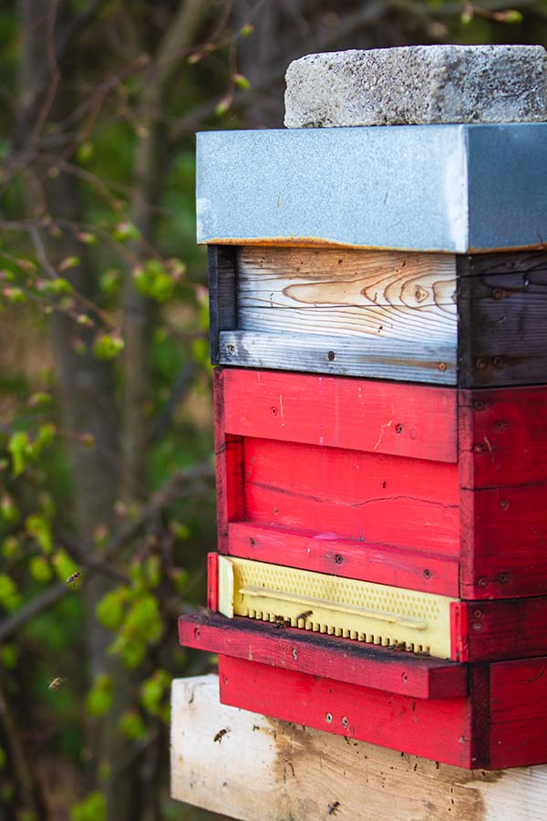 Businesses Working to Save the Bees