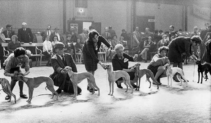 Shirley Baker, Dog Show 1961—1978 Published by Hoxton Mini Press