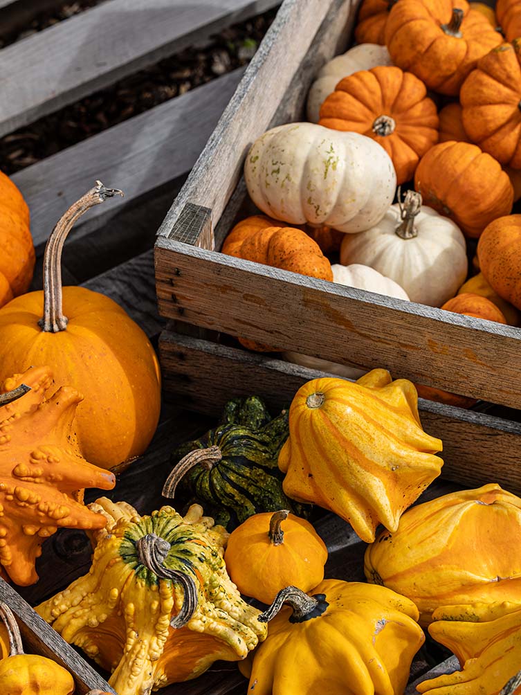 Skaneateles Fields Resort & Spa