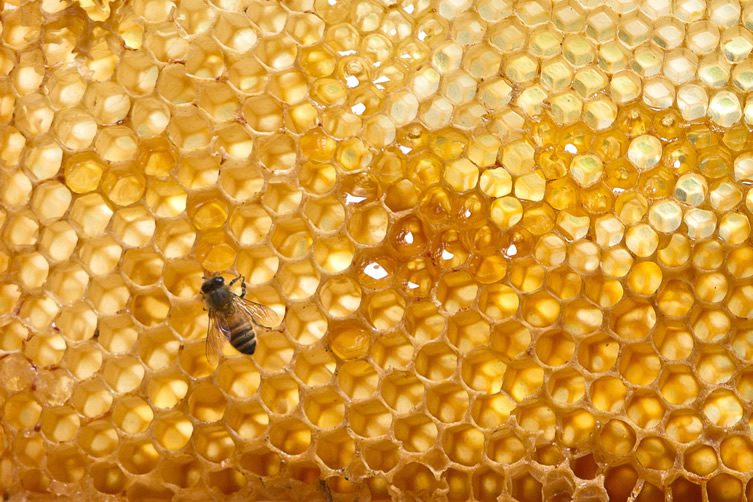 St. Ermin’s Hotel, London; Urban Beekeeping