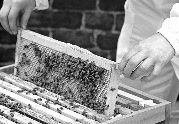 St. Ermin's Hotel, London; Urban Beekeeping