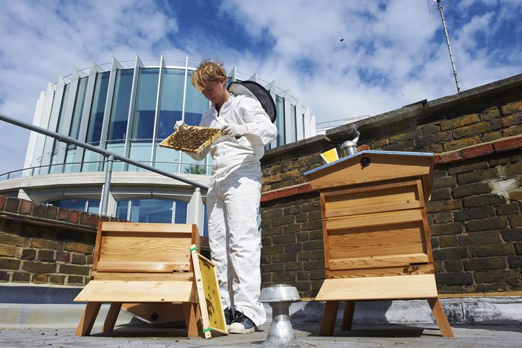 St. Ermin's Hotel, London; Urban Beekeeping