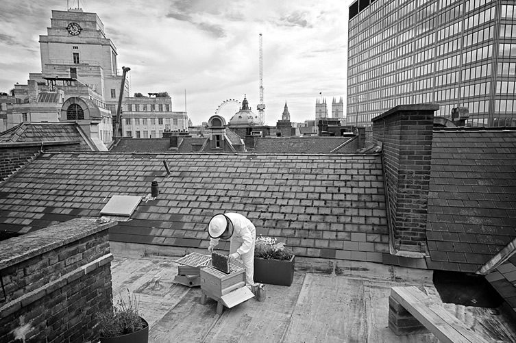 St. Ermin's Hotel, London; Urban Beekeeping