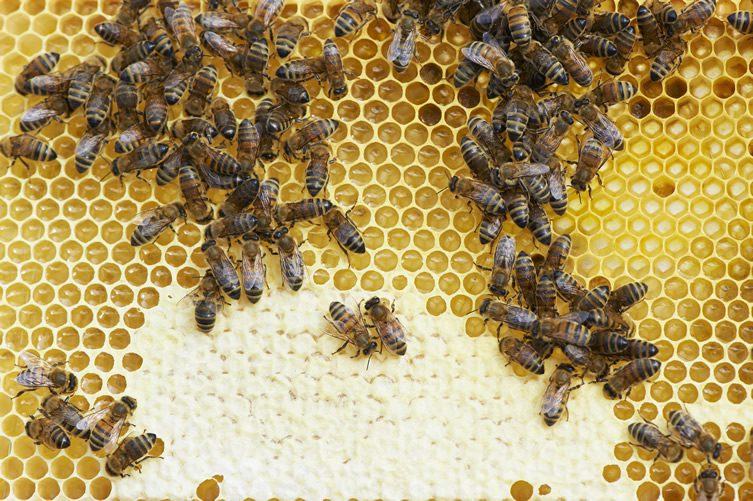 St. Ermin's Hotel, London; Urban Beekeeping