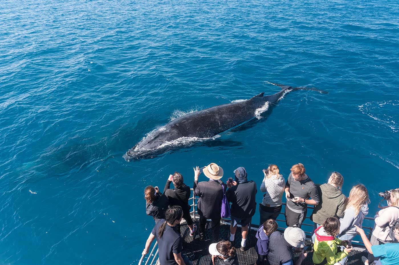 People taking photos of an Humpback Whale from a whale-watching cruise