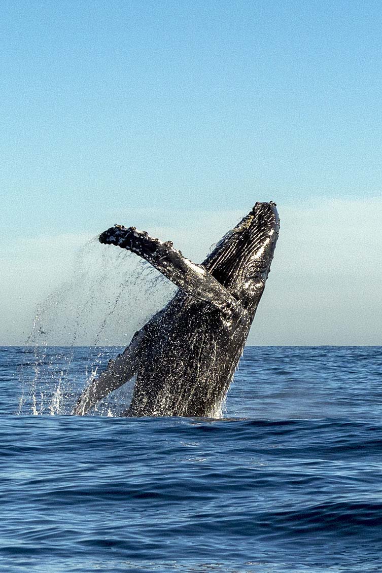 A Humpback Whale doing a breach on the waters of Sydney